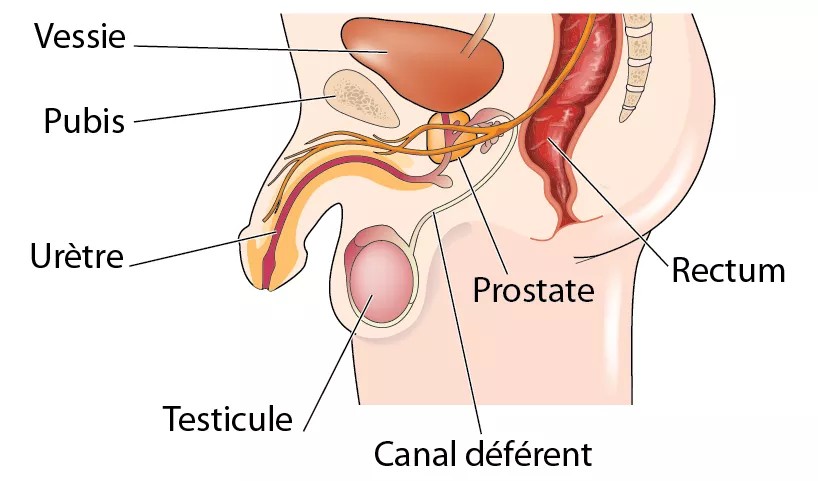 anatomie de la prostate